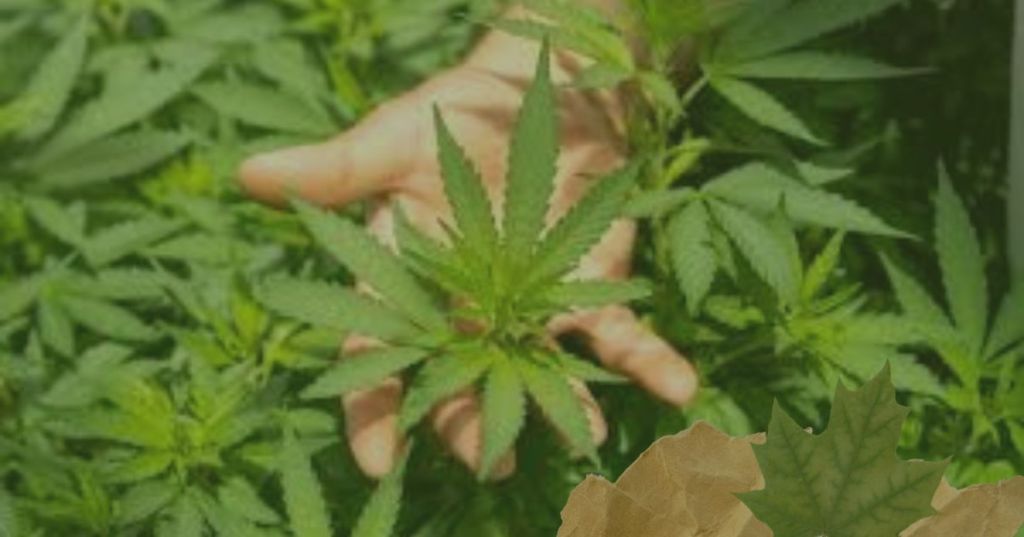 Top 11 Cannabis Growers